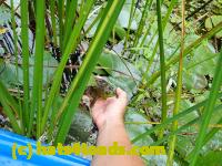 /home//u458753944/public_html/sourcegallery//////Frogs/More bullfrogs/P9060113.JPG